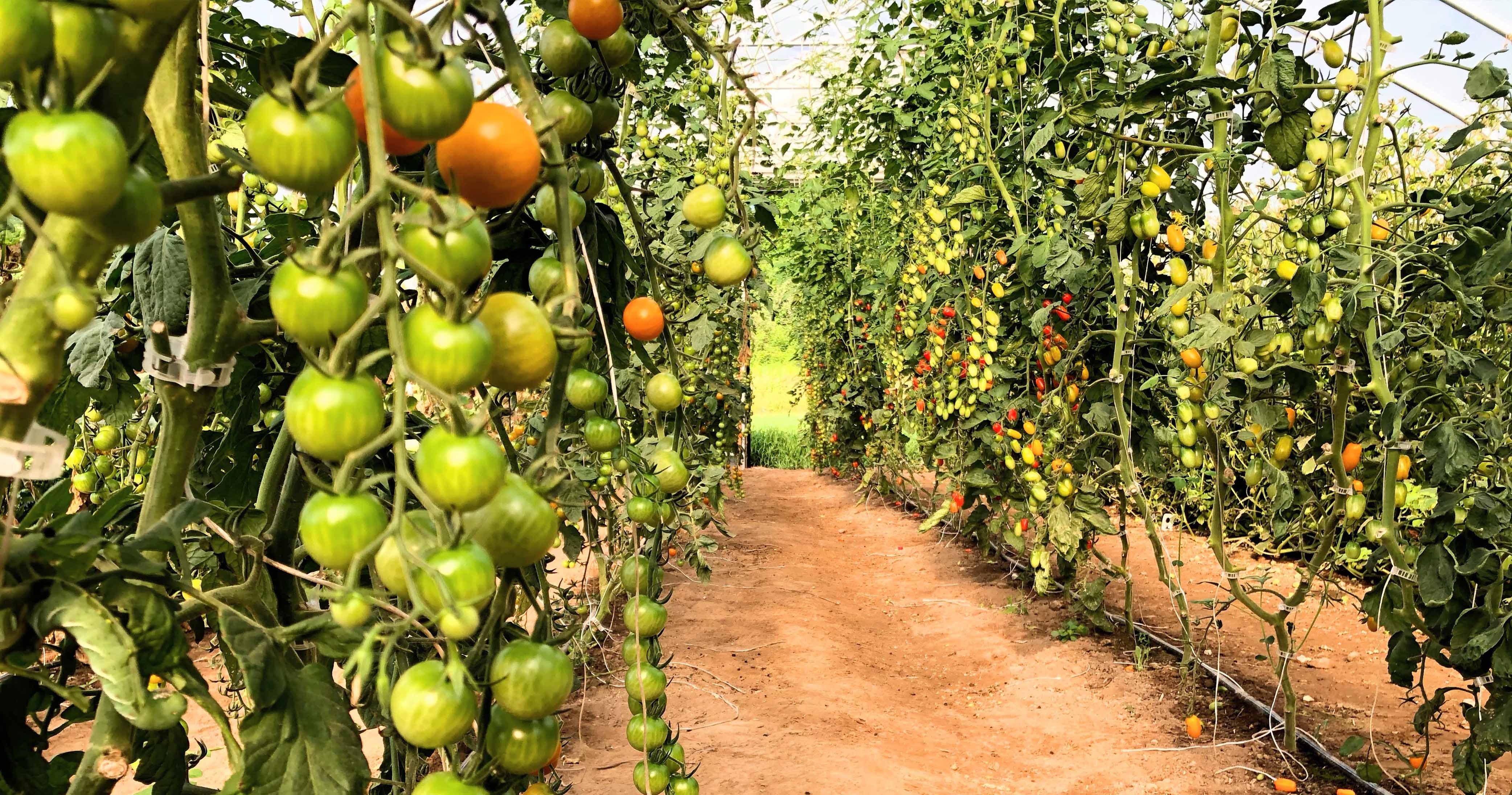 Rumah Minimalis terlihat luas